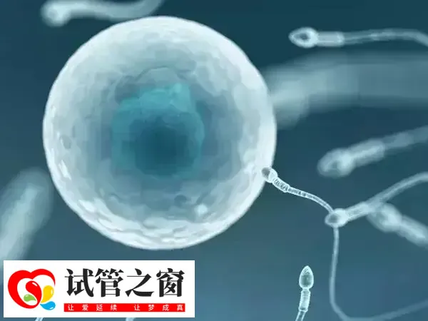 胚胎培养的操作步骤有哪些(图1) 胚胎培养所需时间为3-5天