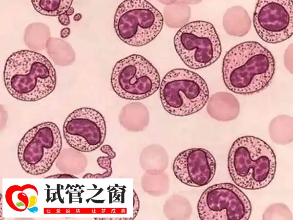 胚胎移植后不着床是不是内膜过薄(图2) 免疫系统失调会影响胚胎着床