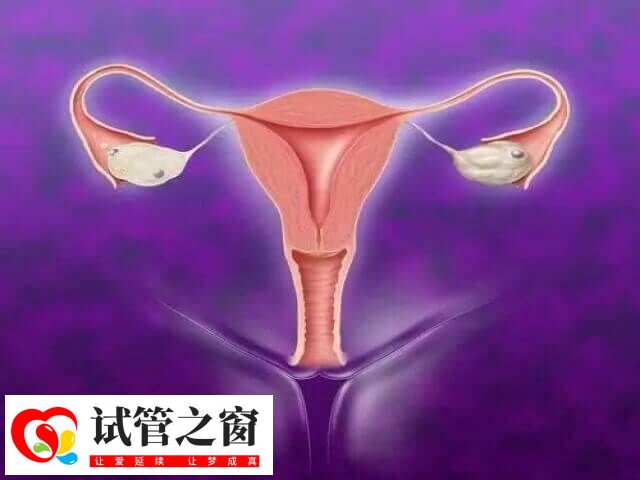 试管移植前如何调理子宫内膜