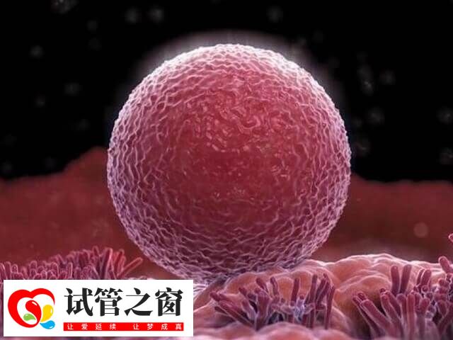 人工试管移植月经第几天(图1) 试管移植时间并非固定在月经的某一天