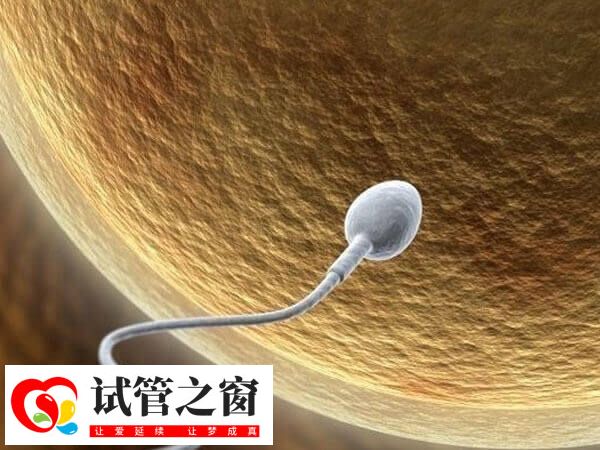 精子dna碎片分析怎么看(图2) 射精精子中的DNA碎片量高于睾丸精子