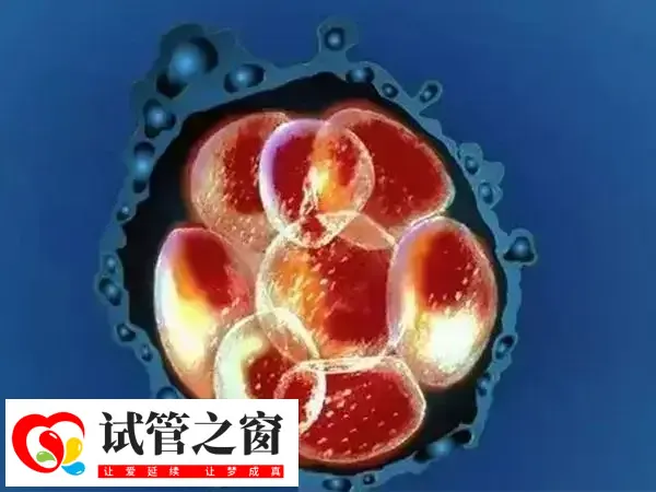 试管只有4个胚胎能不能成功(图1) 胚胎培育数量少会影响试管成功率