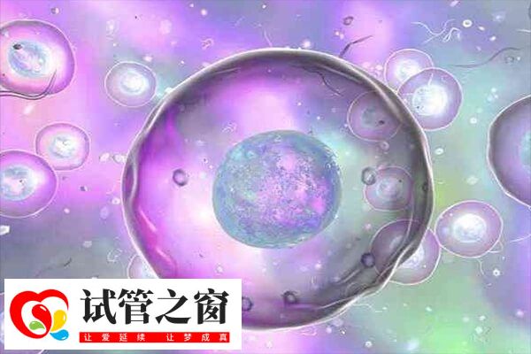 胚胎三级为什么建议养囊(图2) 胚胎养囊的成功率取决于胚胎的质量