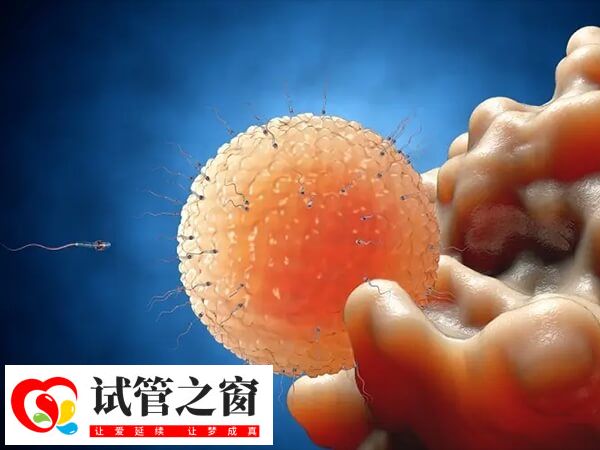 备孕期间有排卵障碍该怎么办(图1) 排卵障碍常被叫做不排卵