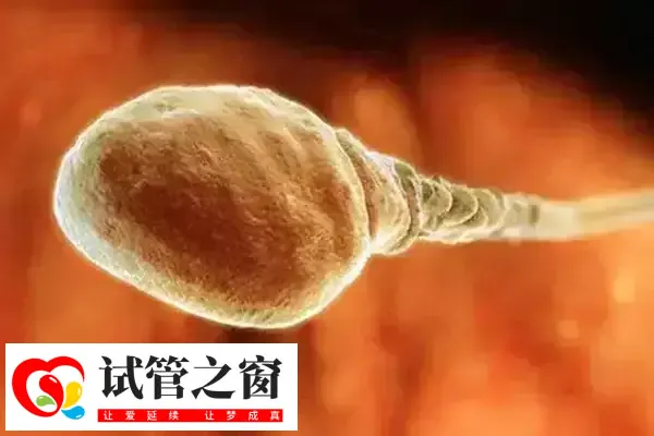 国内单身女性能买人类精子库的精子做试管婴儿吗?(图1) 国内单身不可购买人类精子库精子