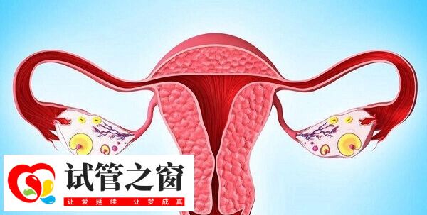 达菲林降调成功卵泡是多大(图4) 子宫内膜厚度是降调成功的一个标志