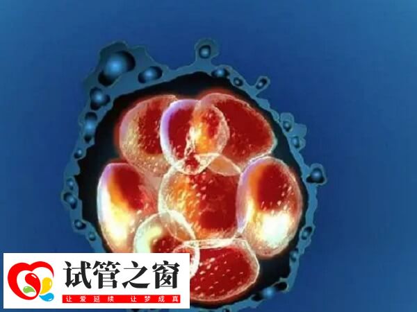 试管的孩子是不是普遍体质弱(图3) 试管婴儿健康状况与自然受孕婴儿相当