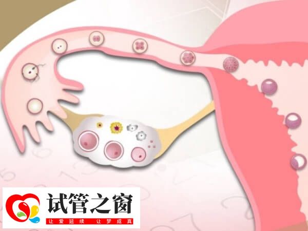 试管促排长方案卵泡是不是长得慢(图2) 试管促排卵需要一定时间