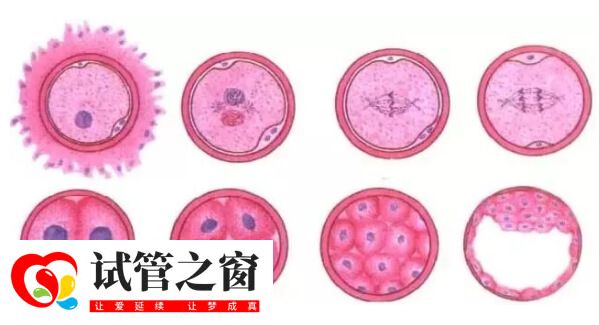 养囊为什么养到第六天(图1) 养囊过程