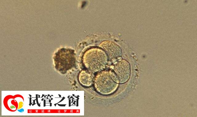 养囊全部成功说明什么(图1) 囊胚更符合子宫生理状态
