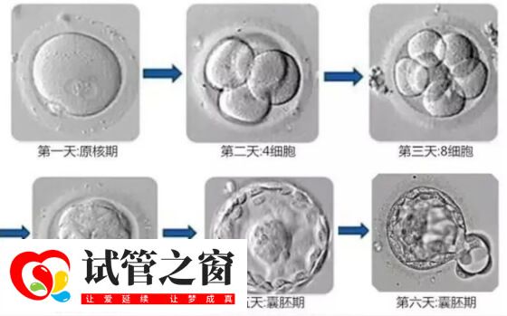 养囊全部成功说明什么(图2) 囊胚培养过程