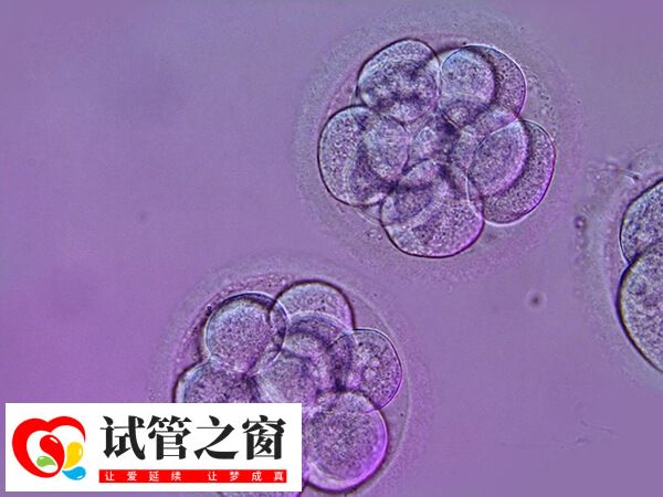 养囊成功移植是不是一定会成功(图2) 移植囊胚的成功率受多方面因素影响