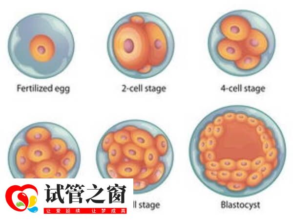 第三天的鲜胚是按照什么依据来划分4个级别的?(图1) 三天鲜胚等级如图