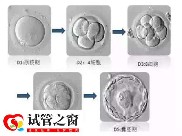4BA和4AB级别的囊胚在质量上什么区别,哪个比较好?(图1) 囊胚4AB比4BA好