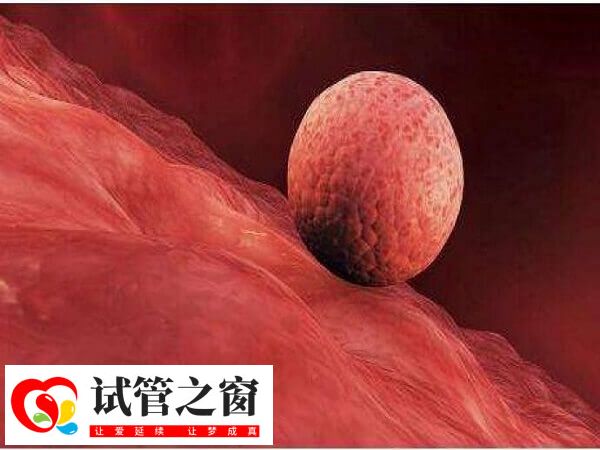 试管婴儿鲜胚移植后最晚着床时间是5天还是7天?(图1) 鲜胚移植最晚7天着床