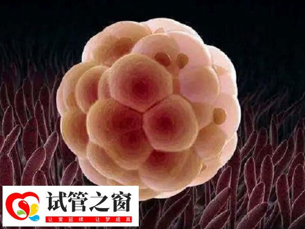 年龄大五个卵泡做几代试管(图1) 35岁以上女性被定义为高龄生育人群