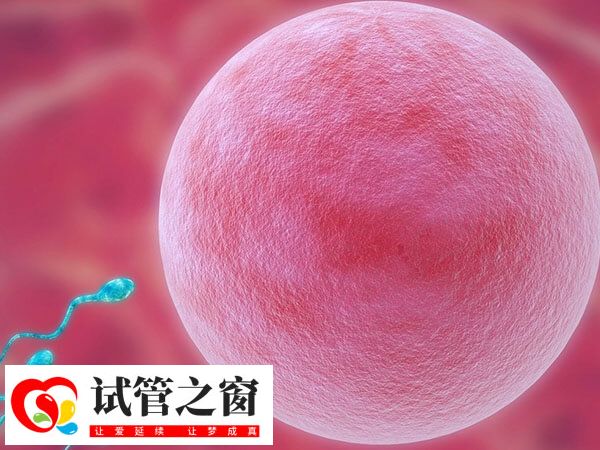 50岁供卵试管婴儿移植成功率有多少(图1) 50岁供卵试管婴儿移植成功率不高
