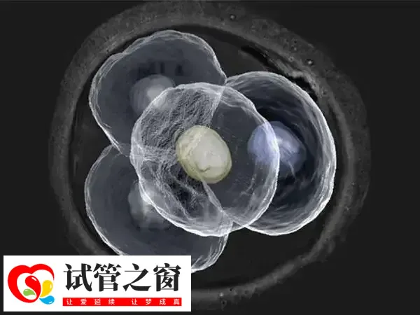 鲜胚是培养第三天就可以移植