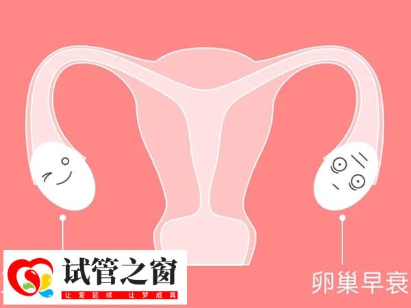 卵巢早衰做试管婴儿成功率多少