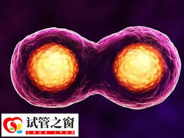 试管婴儿血值多少是双胞胎(图1) panHqYpgU81716610522499.jpg