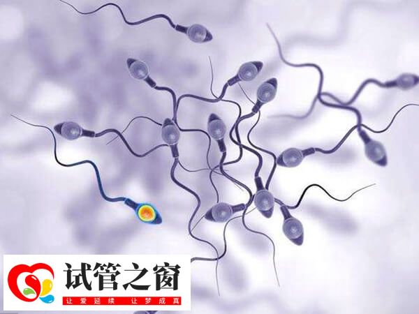 供精人工授精大概需要做几次能成功(图1) 供精人工授精成功率与患者身体情况有关