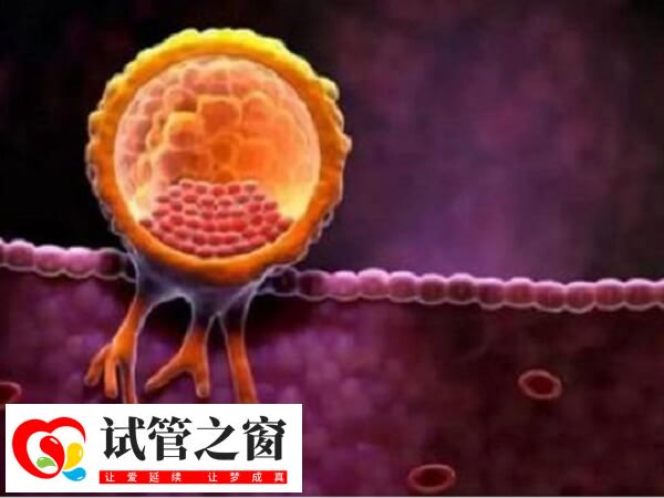 试管婴儿一次放几个胚胎好(图1) 子宫内膜是胚胎着床的重要场所